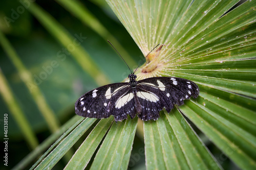 Wallpaper Mural Black and white butterfly on palm leaf. Tropical butterfly in the garden. Insects close-up photo. Torontodigital.ca