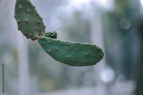 Pads of Indian fig opunita in the blurred background photo