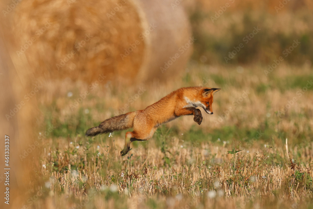 Wild fox hunts mice in the field Wild fox hunts mice in the field