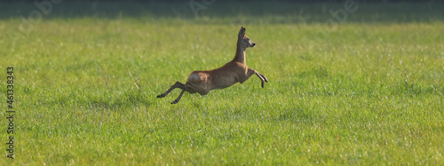 A small wild roe deer on a green field in the forest © makedonski2015