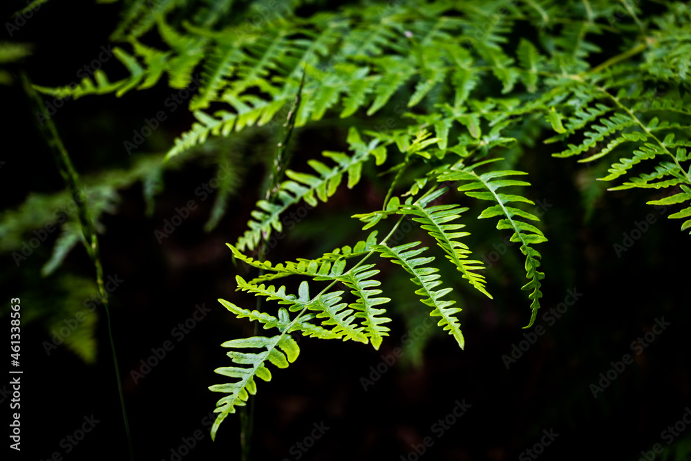Close Up of Green Fern Plants