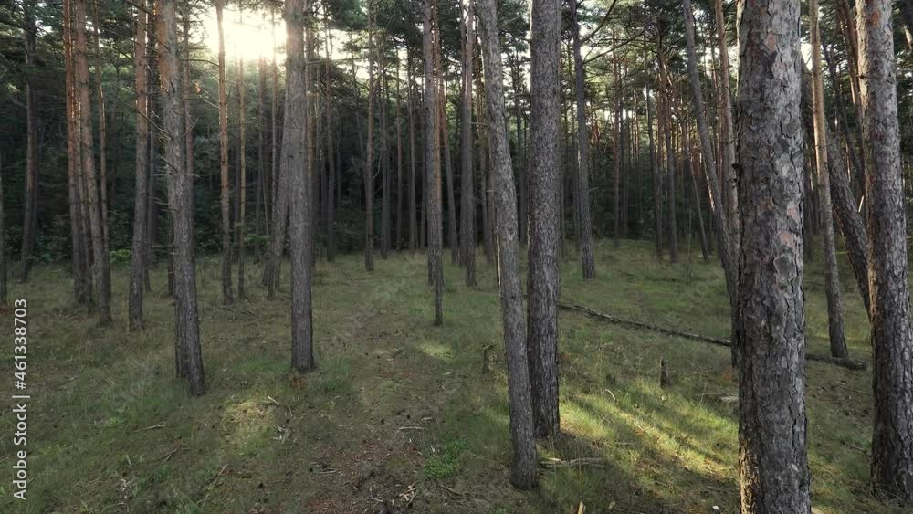 Sunrise in dreamy pine forest. Sun rays shines through tree tops. Sunrise in dreamy pine forest. Sun rays shines through tree tops.