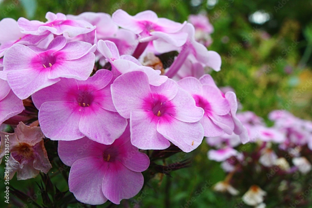 Pink decorative flowers of Fall phlox, also called Garden phlox or Panicled phlox, latin name Phlox Paniculata, blossoming during early summer season. Pink decorative flowers of Fall phlox, also called Garden phlox or Panicled phlox, latin name Phlox Paniculata, blossoming during early summer season.