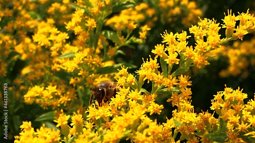 Western Honey bee, latin name Apis Mellifera, hidden in small yellow flowers of decorative Goldenrod plant of Solidago family during early autumn sunny day.