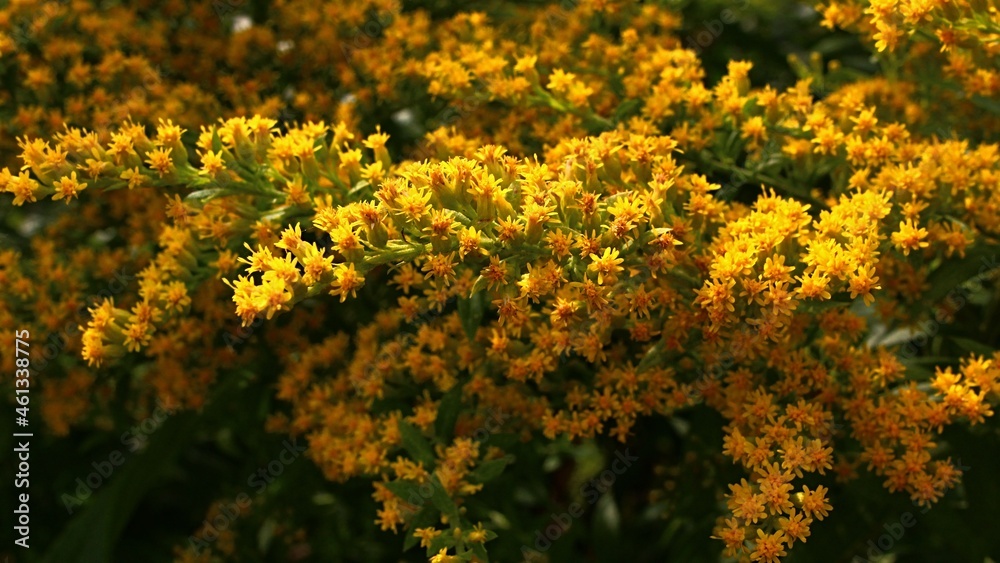 Dense yellow flower clusters with small flowers of Goldenrod decorative plant, latin genus Solidago, in early autumn daylight sunshine. Dense yellow flower clusters with small flowers of Goldenrod decorative plant, latin genus Solidago, in early autumn daylight sunshine.
