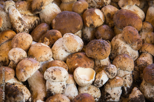 caisse de champignons cèpes de Bordeaux