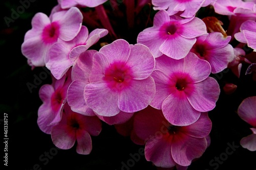 Pink decorative flowers of Fall phlox  also called Garden phlox or Panicled phlox  latin name Phlox Paniculata  blossoming during early summer season.  Dark background. 