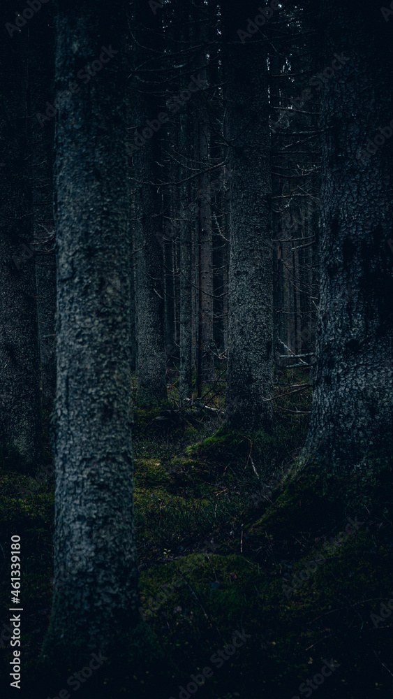 Fototapeta premium dark forest