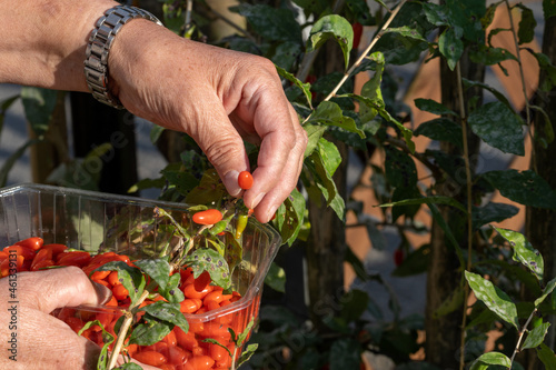 Obraz na płótnie Woman picking fresh ripe goji berries in garden, closeup