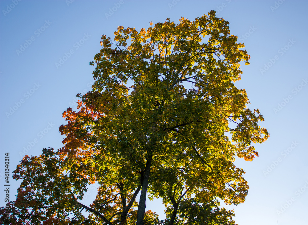 Autumn natural background - the crown of a tree with green, yellow and red leaves against the blue sky in the rays of the morning sun. Autumn natural background - the crown of a tree with green, yellow and red leaves against the blue sky in the rays of the morning sun.