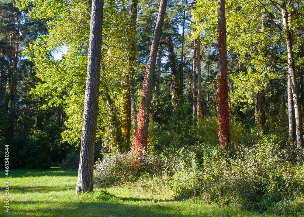 Obraz premium Outskirts of Grodno, Belarus. Autumn landscape: a forest glade with pine and deciduous trees in the sun, the trunks of several trees are entwined with vines of wild grapes with red leaves.