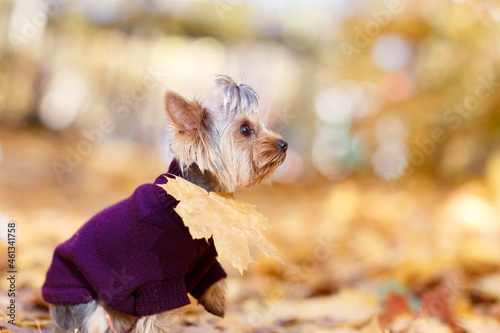 Yorkshire terrier in a purple vest and with a yellow maple leaf in the autumn forest © artem