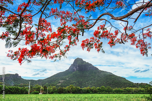 Tablou pe pânză Blooming flamboyant tree with sugar cane plantations and mountain as background