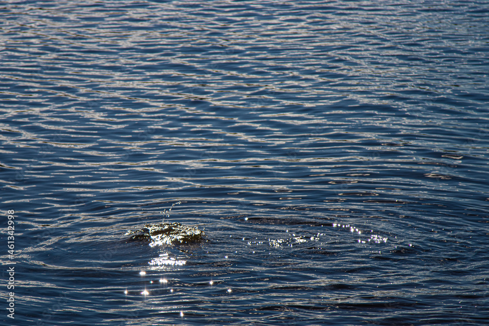 sea gull swimming in water