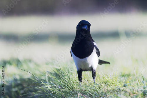European Magpie Pica pica sitting on a trunk