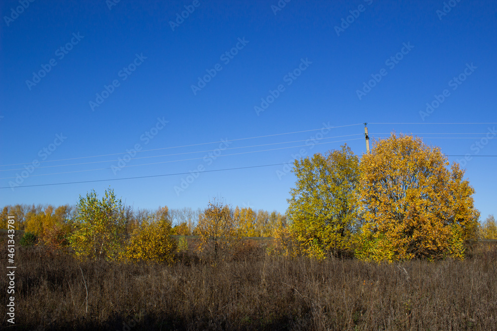 Fototapeta premium autumn landscape with trees