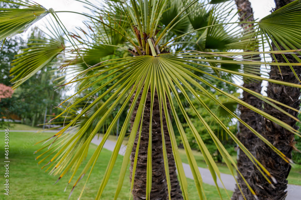 Fototapeta premium Botanisk hage Oslo, Norway