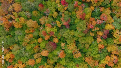 tracking overhead shot of fall colored forest in Catskills New York