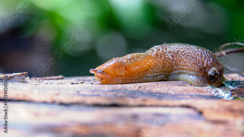 The gastropod slug moves along a horizontal surface.