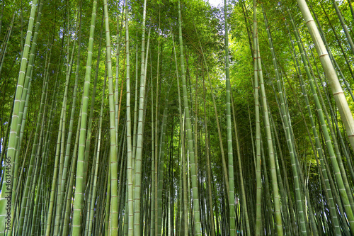 green bamboo forest, bamboo forest background