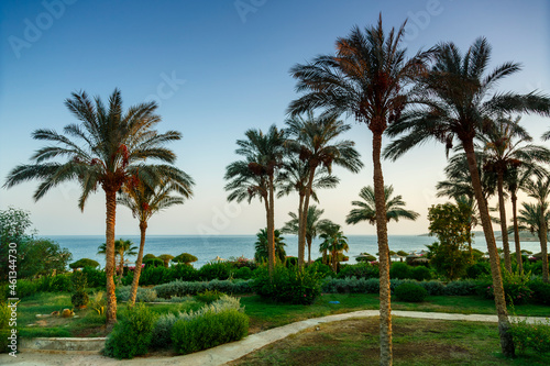 A landscape of date palms and green spaces with the sky and sea in the background.