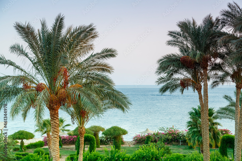 A landscape of date palms against the backdrop of the sea and a shimmering purple sunset sky.