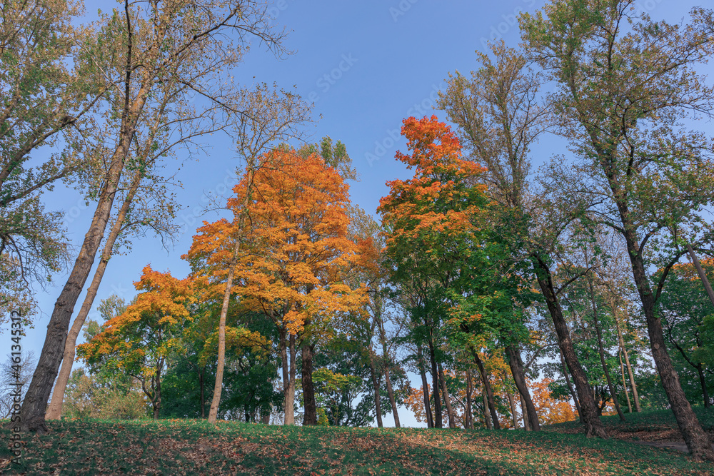 View of the forest in autumn. Golden yellow and green leaves on the trees. Seasonal change View of the forest in autumn. Golden yellow and green leaves on the trees. Seasonal change