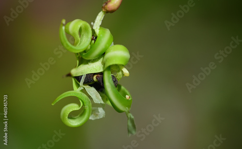 Close up of the seed pod of Indian balsam (Impatiens glandulifera) against a green background in nature photo