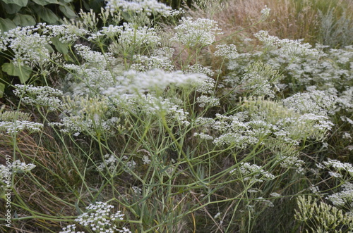 Closeup of white falcaria flowers in the field photo