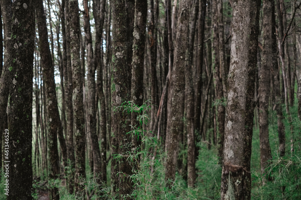 Bosque Bosque