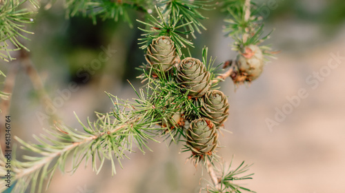 fir tree branch with cones