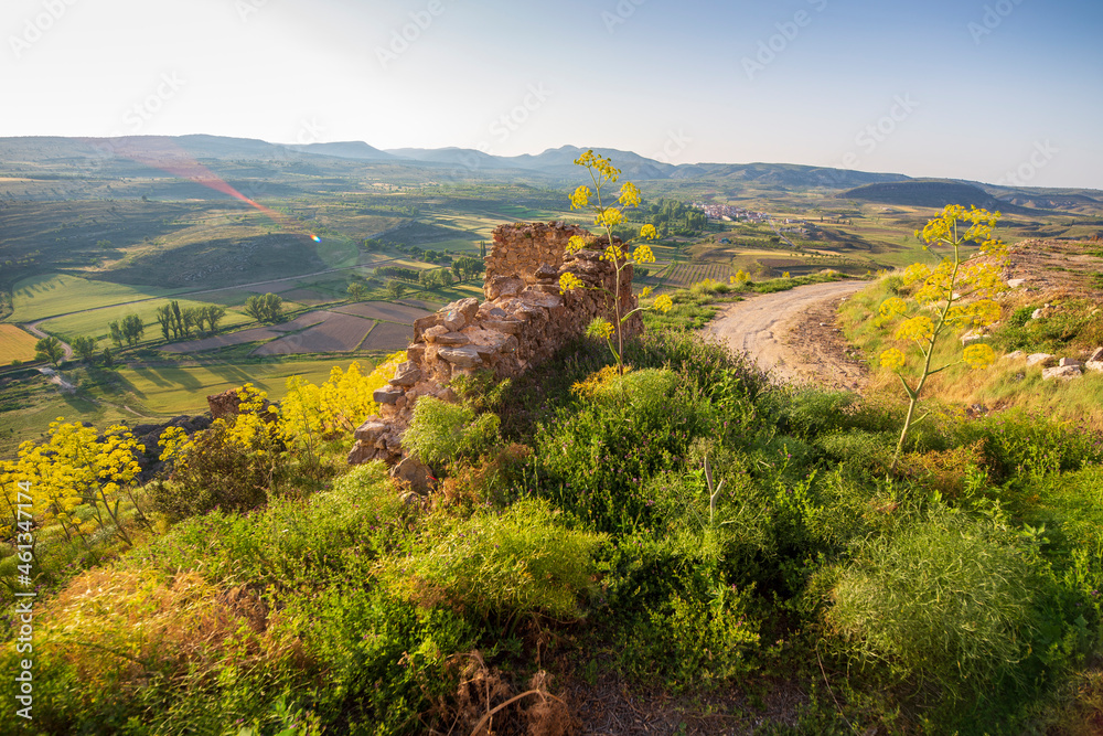 custom made wallpaper toronto digitalThe historic town of Moya on hill during the flowering of  the ferula communis flowers in June 2021   Cuenca Castile La Mancha Spain