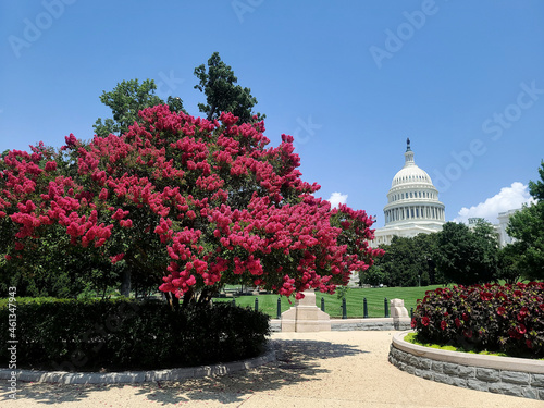 Myrtle Tree on Capitol Hill in Washington DC