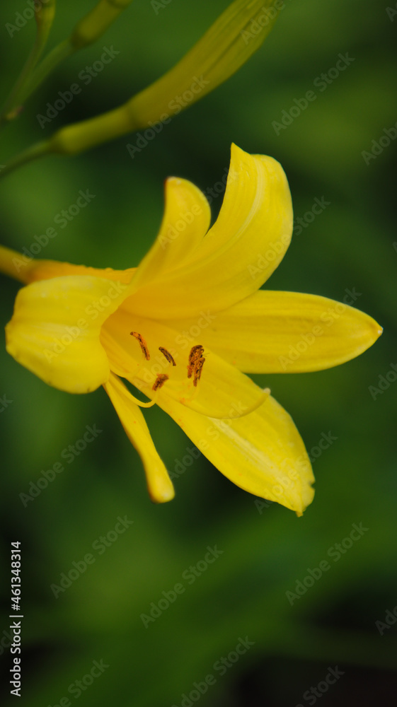 yellow flower