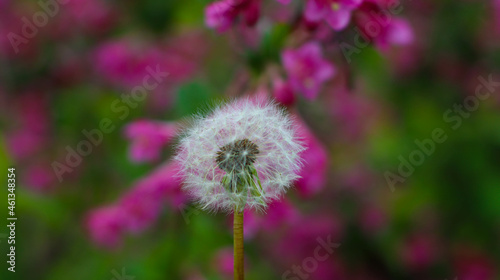 flower of a dandelion