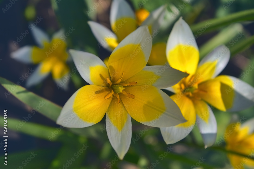 Beautiful yellow flowers in the garden on a blurred background close-up. Beautiful yellow flowers in the garden on a blurred background close-up.