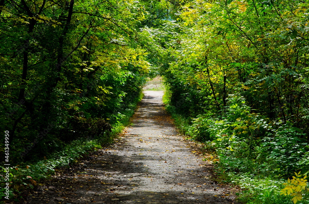 Fototapeta premium An old asphalt road runs through a deciduous forest.