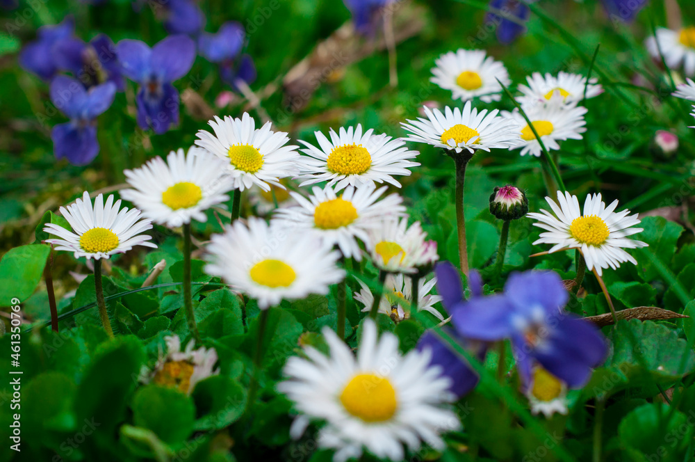 Fototapeta premium daisies in the grass near blue flowers