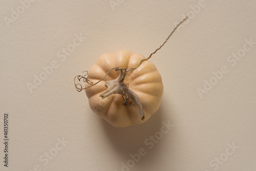 mini pumpkin (gourd) photographed from above in ambient light photo