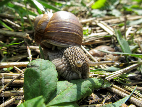 Cute grape snail with a large shell close-up crawling in the grass photo