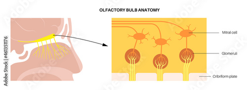 Olfactory bulb anatomy