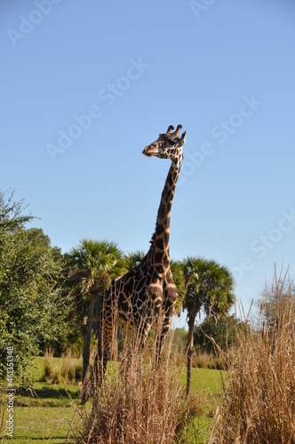 Oh My Giraffe © sara