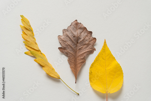 three autumn leaves on a gray paper background