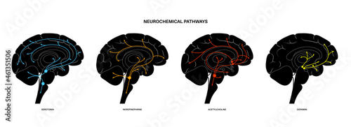 Neurochemical pathway diagram
