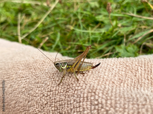 Green grasshopper or common grasshopper Tettigonia viridissima close up photo