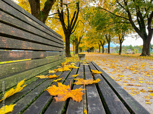 CLOSE UP: Colorful autumn colored fallen leaves lie on the wooden park bench.