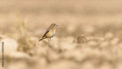 Siedzący ptak na polu 