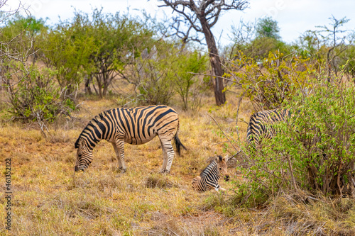 Mother and baby zebra Kruger National Park safari South Africa.