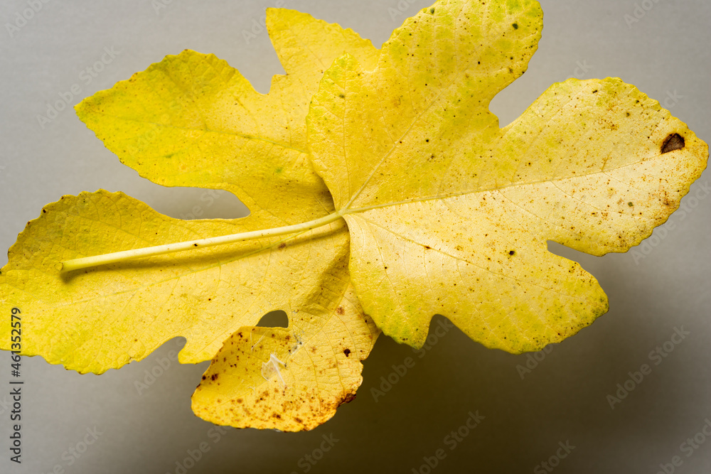 Naklejka premium two fig leaves isolated on gray
