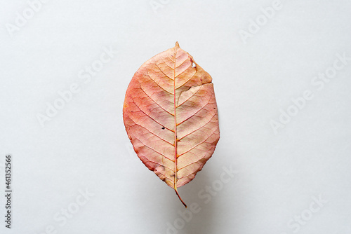 red autumn leaf isolated on gray